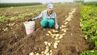 Jordbrukare i Hai Phong tjänar en vinst på 150–175 miljoner VND per hektar potatis.