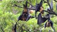 Læge: Hvorfor er Nipah-virussen farlig?