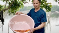 Fangst af rød karpe til Tet Ong Cong, Ong Tao (køkkengud) festivalen.