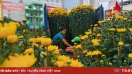 Khanh Hoa: Tet-blomsterne ankommer, forårsfarverne spreder sig over kystbyen.