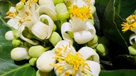 Grapefruit blossoms: Little-known health benefits