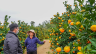 រុក្ខជាតិលម្អសម្រាប់បុណ្យតេត (បុណ្យចូលឆ្នាំចិន) កំពុងស្ថិតក្នុងរដូវកាល៖ ទីផ្សារកំពុងមមាញឹក។