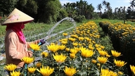 Tidligt forår for blomsteravlere i Quang Ngai
