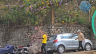 Politiet indkalder personen, der fældede kirsebærblomsttræer i Da Lat, til afhøring.