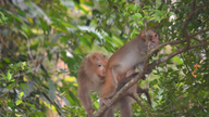 多くの希少動物を野生に放す。