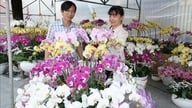 Vibrant colors of Spring in the Year of the Horse 2026