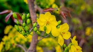 Beundre hundredvis af værdifulde Yên Tử-abrikosblomsttræer til en værdi af milliarder af VND i Quang Ninh.