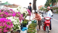 Een certificaat is niet vereist bij het vervoeren van bloemen en sierplanten voor de verkoop tijdens Tet (Vietnamees Nieuwjaar).