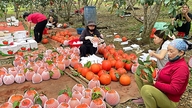 بسیاری از انواع «محصولات ادای احترام سلطنتی» به هدایای مجلل تت تبدیل می‌شوند و مشتریان را به خود جذب می‌کنند.
