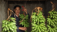 Thăm làng Đại Hoàng trồng 'chuối tiến vua' lừng danh, cây mới trổ hoa đã có người đặt mua
