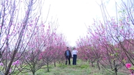 Ly Trach flower capital is bustling during the Tet season.