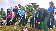 Plantning af 2.000 træer for at gøre Son Tra grønnere
