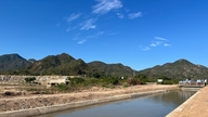 Draining water after dam breach saves nearly 1,000 hectares of winter-spring rice crop.