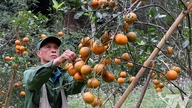 Het drukke seizoen van sinaasappels en mandarijnen rond Tet (Vietnamees Nieuwjaar).
