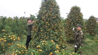 Le marché des fleurs et des plantes ornementales est en pleine effervescence durant le Nouvel An lunaire du Cheval 2026.