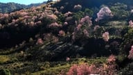 Da Lat: Bu baharda canlı pembe kiraz çiçeklerini hayranlıkla izleyebileceğiniz en güzel yerler.