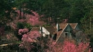 Da Lat er malet lyserød med kirsebærblomster: De smukkeste ruter til at se blomster i foråret.
