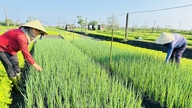 Una abundante cosecha de verduras para el Tet (Año Nuevo Lunar).