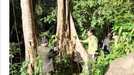 ฐานข้อมูลป่าไม้สำหรับการดำเนินการตามระเบียบ EUDR จะแล้วเสร็จในปี 2026