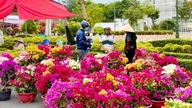 Vinh Long: Flower and ornamental plant market is at its peak, with supplies ready for Tet.