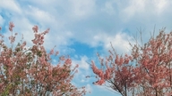 Da Lat i lyserødt: Kirsebærblomst-oplevelse med vietnamesiske berømtheder.
