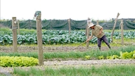 'Vựa rau' lớn của tỉnh Quảng Trị được mùa, mất giá