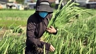 Após as inundações históricas, a vila de flores de Ngoc Lang, em Tuy Hoa, floresceu a tempo de dar as boas-vindas à primavera.