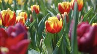 Núi Bà Đen rực rỡ sắc hoa tulip trước thềm Hội xuân 2026