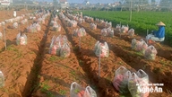 Com a disparada dos preços da cenoura, os agricultores das zonas costeiras da província de Nghe An recebem com alegria a chegada antecipada da primavera.