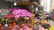 Orkideoiden kasvatusperinne kiinalaisen uudenvuoden aikaan Hongkongissa (Kiina)