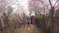 Culorile vibrante ale florilor de piersic Lùng Cúng în munții din nord-vestul Vietnamului.