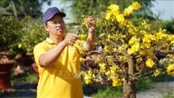 Med forårets livlige farver, der fylder luften, blomstrer Tet-blomstermarkedet i Tay Ninh.