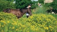 Los cascos de los caballos allanan el camino.