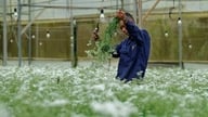 Dalat Flowers: Fra 35 migranter fra Hanoi til Asias blomsterknutepunkt