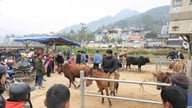 박하: 하얀 고원에서 삶의 리듬과 말발굽 소리를 느껴보세요.