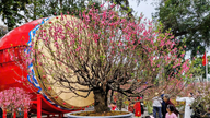 Varm kilde-rejsedestination for Tet Binh Ngo: Udsøgt ferskenblomsthave ved siden af ​​statuen af ​​Kong Ly Thai To