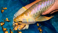 Kementerian Kesehatan telah meminta verifikasi dan penanganan kasus yang melibatkan 13 orang yang diduga keracunan makanan akibat mengonsumsi telur ikan hias.