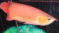 Tiga belas orang di Thanh Hoa dirawat di rumah sakit setelah mengonsumsi telur ikan arwana.