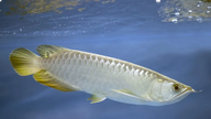 Tiga belas orang dirawat di rumah sakit setelah mengonsumsi telur ikan arwana.