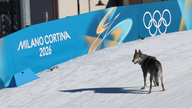 Кумедні моменти на зимових Олімпійських іграх: переслідування собакою під час змагань.