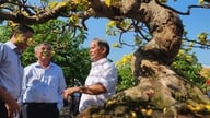 'Bonsai-dagen - Nghia Hanh Yellow Apricot Blossom Festival 2026' byder kunsthåndværkere og turister velkommen til at beundre bonsai i begyndelsen af ​​året.
