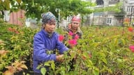 Menyuburkan benih untuk musim bunga.