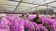 Utfordringen med å bygge et merke for Da Lat-blomster i møte med tilstrømningen av importerte blomster.