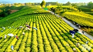 Enhancing the value of tea products.