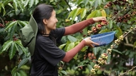Giá cà phê hôm nay 25/2/2026: Giảm nhẹ 300 - 400 đồng/kg
