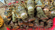 Pourquoi la Chine a-t-elle réduit de moitié ses importations de homard canadien et doublé ses achats en provenance du Vietnam ?