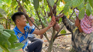 Les cacaoyers offrent un espoir dans la région appauvrie de Pờ Tó.