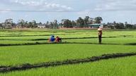 Nông dân rộn ràng ra đồng đầu năm
