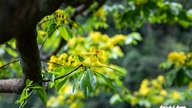 Perdido em meio a centenárias árvores de damasco amarelo nas vastas florestas de Quang Tri.