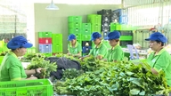 Preparing agricultural products for the Lantern Festival (15th day of the first lunar month).